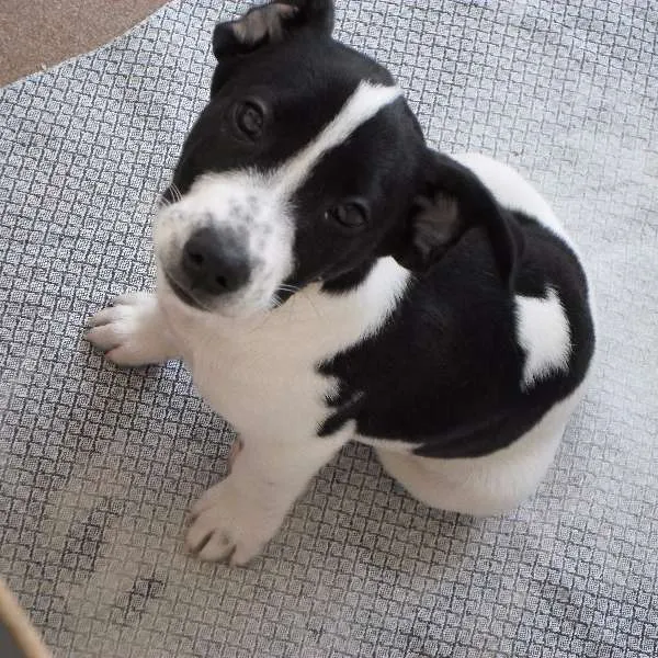 Cachorro ra a Mistura idade 2 a 6 meses nome Snoop