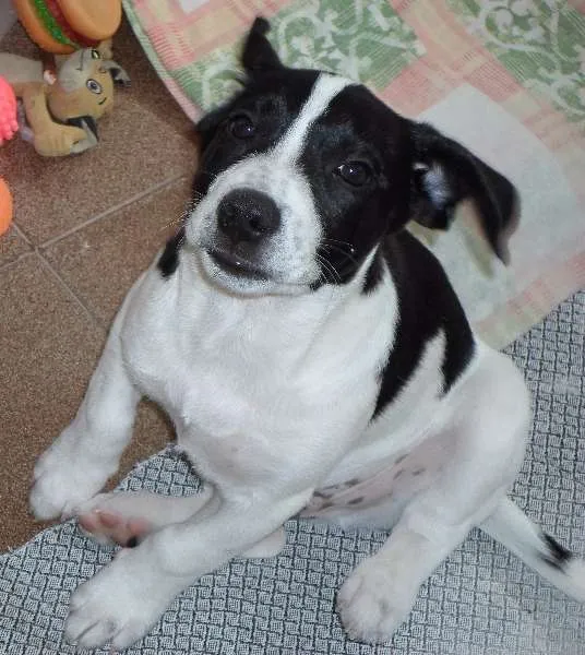 Cachorro ra a Mistura idade 2 a 6 meses nome Snoop