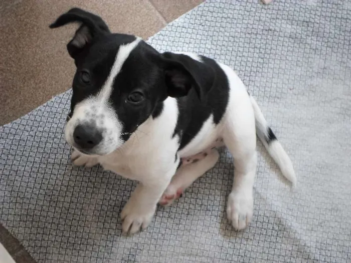 Cachorro ra a Mistura idade 2 a 6 meses nome Snoop