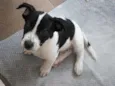Snoop