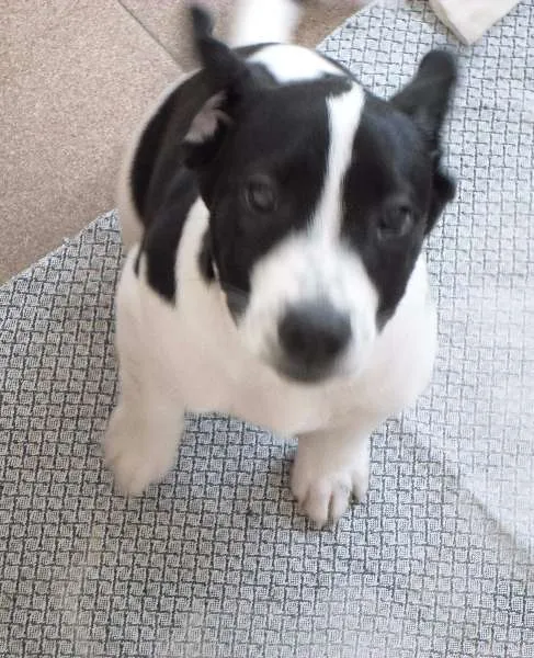Cachorro ra a Mistura idade 2 a 6 meses nome Snoop