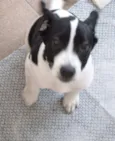 Snoop