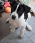 Snoop