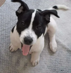 Cachorro raça Mistura idade 2 a 6 meses nome Snoop