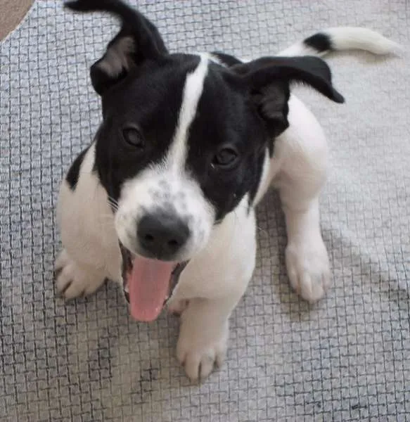 Cachorro ra a Mistura idade 2 a 6 meses nome Snoop