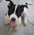 Snoop