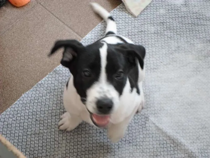 Cachorro ra a Mistura idade 2 a 6 meses nome Snoop