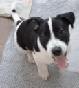 Snoop