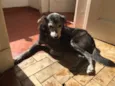 Cachorro raça Vira-lata idade  nome Não sei