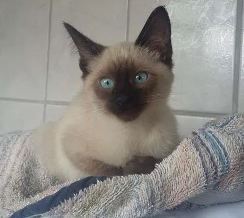 Gato ra a Siamês idade Abaixo de 2 meses nome Caramelo