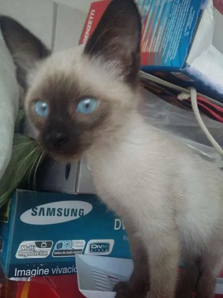 Gato ra a Siamês idade Abaixo de 2 meses nome Caramelo