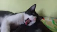 Giane