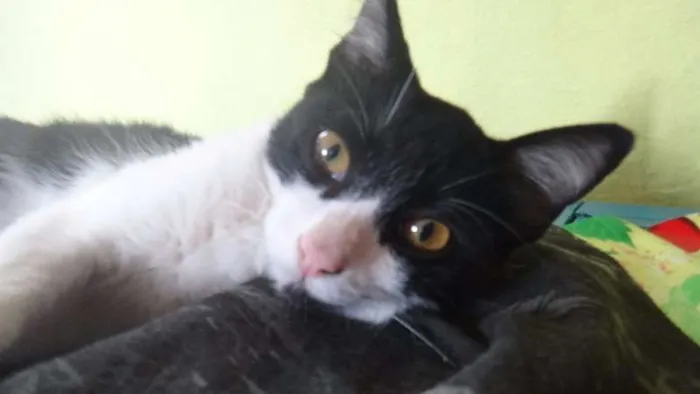 Gato ra a SRD idade 2 a 6 meses nome Giane