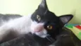 Giane