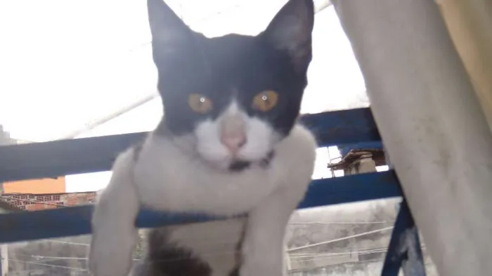 Gato ra a SRD idade 2 a 6 meses nome Giane