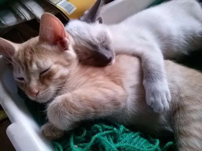 Gato ra a nenhuma idade 2 a 6 meses nome Gatinha