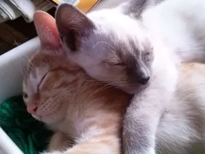 Gato raça nenhuma idade 2 a 6 meses nome Gatinha