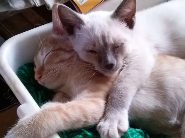 Gato ra a nenhuma idade 2 a 6 meses nome Gatinha