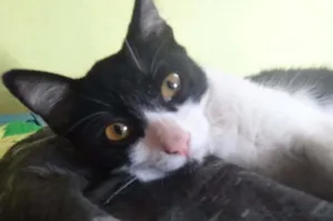 Gato raça SRD idade 2 a 6 meses nome Giane