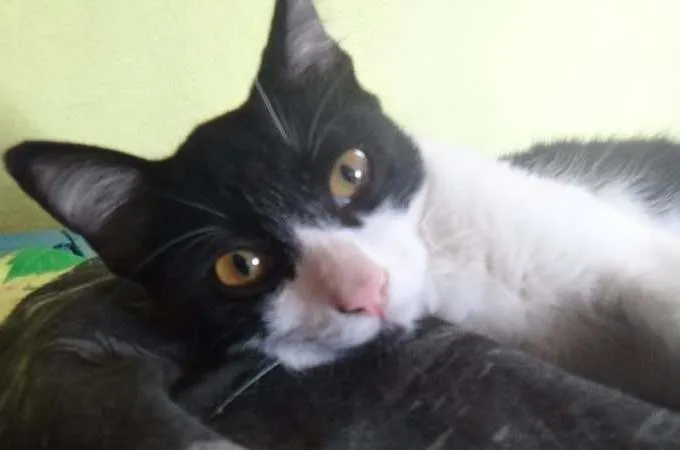 Gato ra a SRD idade 2 a 6 meses nome Giane