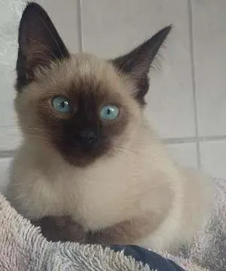 Gato ra a Siamês idade Abaixo de 2 meses nome Caramelo