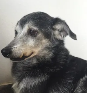 Cachorro raça Vira-lata idade  nome Não sei