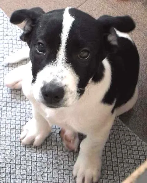 Cachorro ra a Mistura idade 2 a 6 meses nome Snoop