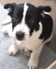 Snoop