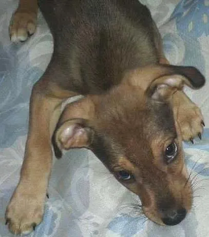 Cachorro ra a SRD idade 2 a 6 meses nome Filhote