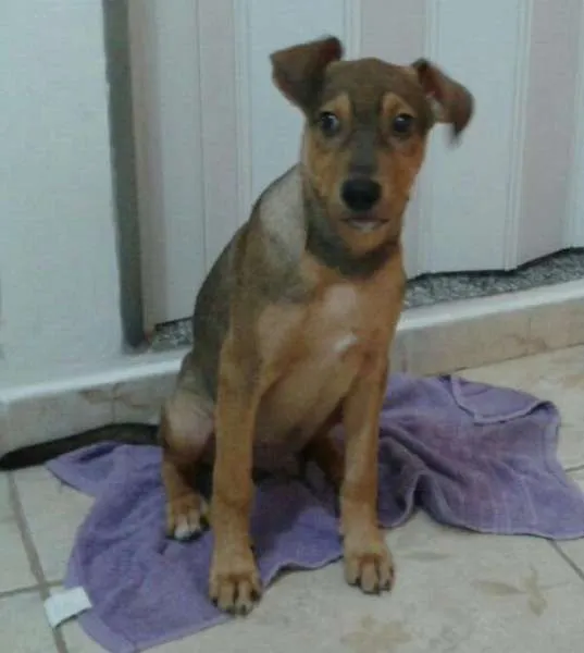 Cachorro ra a SRD idade 2 a 6 meses nome Filhote