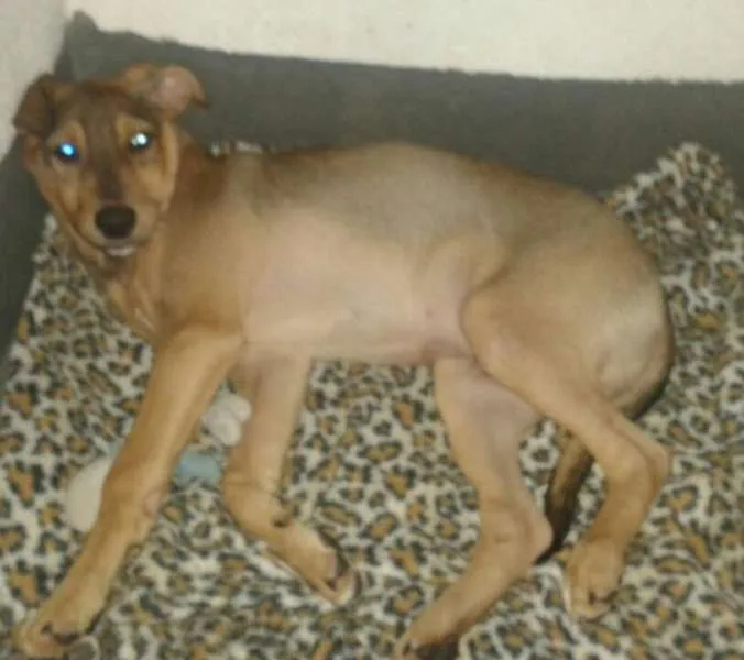Cachorro ra a SRD idade 2 a 6 meses nome Filhote