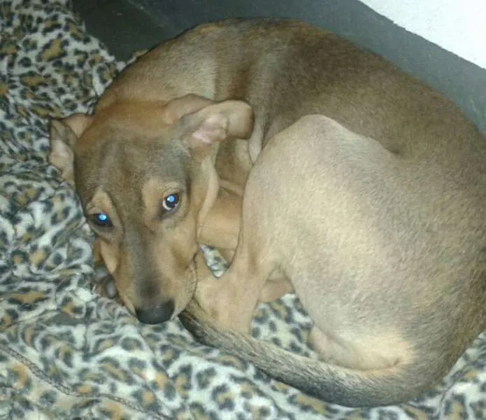 Cachorro ra a SRD idade 2 a 6 meses nome Filhote