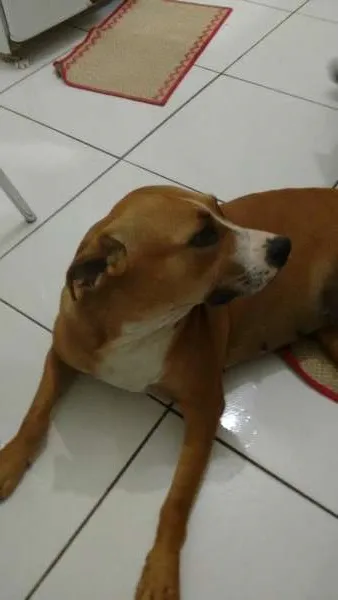 Cachorro ra a misturada com pit bul idade 3 anos nome ranan