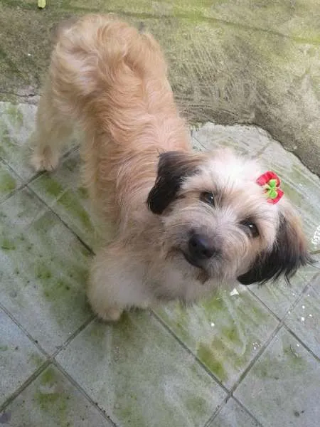 Cachorro ra a SRD idade 1 ano nome MENINA
