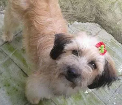 Cachorro ra a SRD idade 1 ano nome MENINA