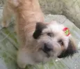 MENINA