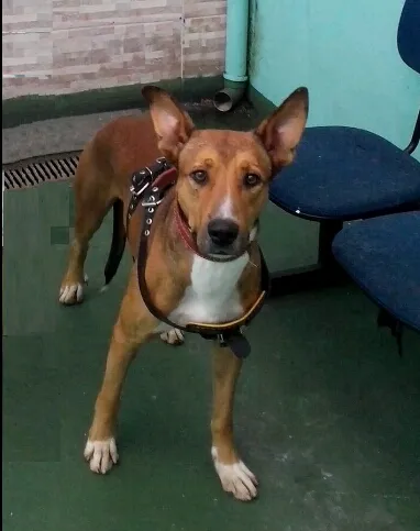 Cachorro ra a SRD idade 1 ano nome Max