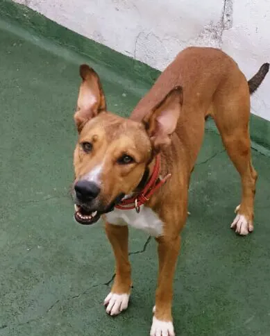 Cachorro ra a SRD idade 1 ano nome Max