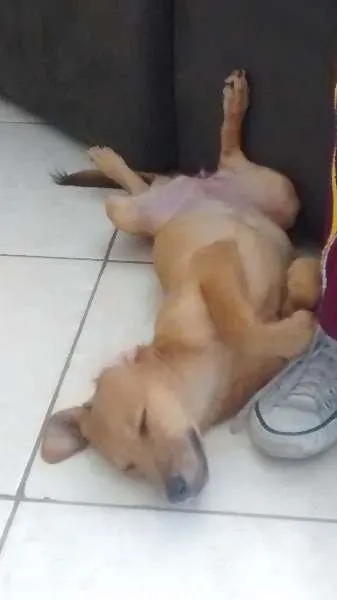 Cachorro raça Não defenida idade 2 a 6 meses nome Cinderela