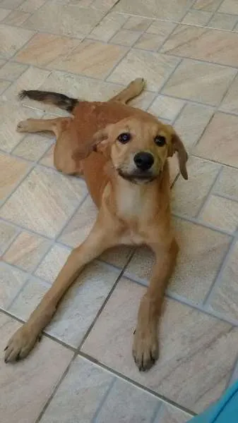 Cachorro raça Não defenida idade 2 a 6 meses nome Cinderela