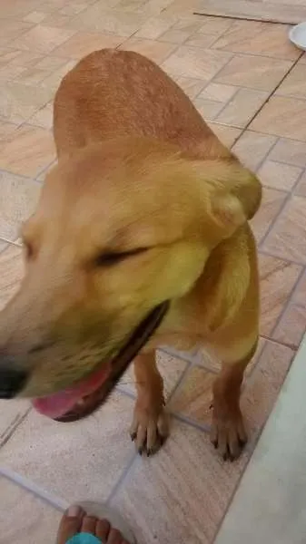 Cachorro raça Não defenida idade 2 a 6 meses nome Cinderela
