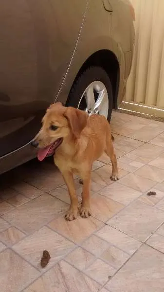 Cachorro raça Não defenida idade 2 a 6 meses nome Cinderela