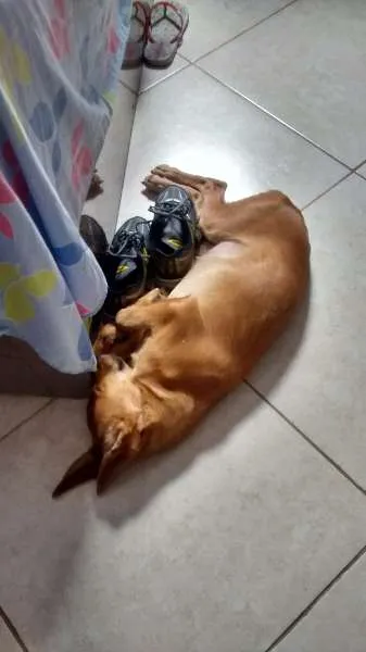 Cachorro raça Não defenida idade 2 a 6 meses nome Cinderela