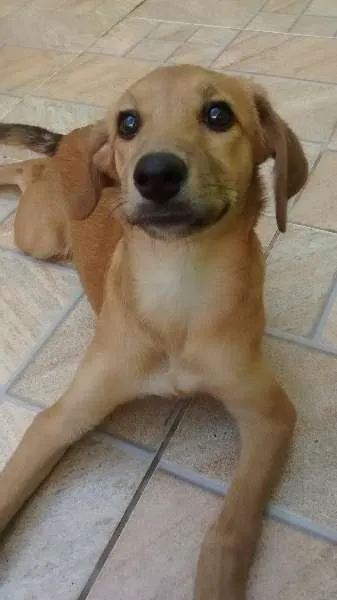 Cachorro raça Não defenida idade 2 a 6 meses nome Cinderela