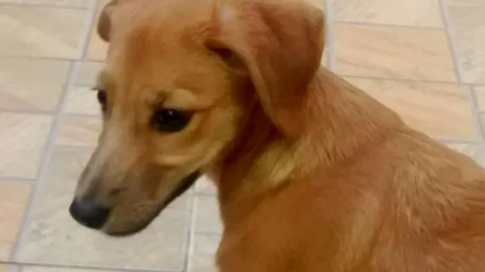 Cachorro raça Não defenida idade 2 a 6 meses nome Cinderela