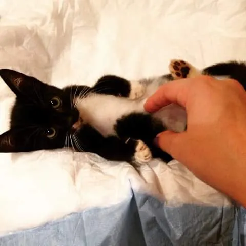 Gato ra a SRD idade Abaixo de 2 meses nome Fofinha