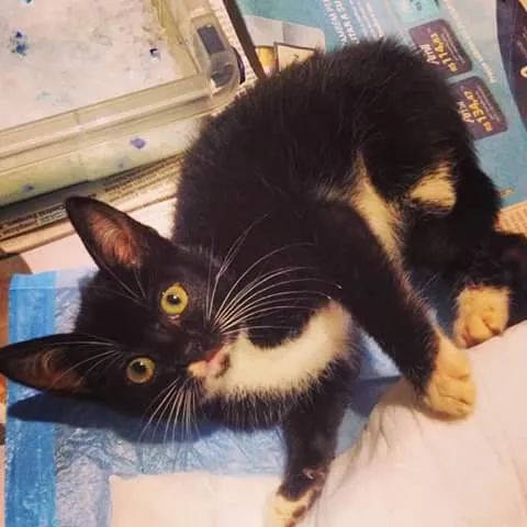 Gato ra a SRD idade Abaixo de 2 meses nome Fofinha