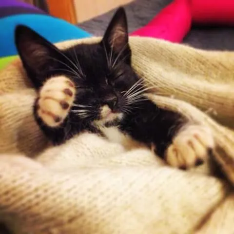 Gato ra a SRD idade Abaixo de 2 meses nome Fofinha