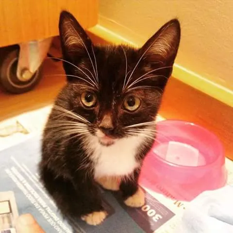 Gato ra a SRD idade Abaixo de 2 meses nome Fofinha
