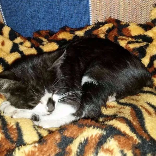Gato ra a SRD idade Abaixo de 2 meses nome Paul Stanley